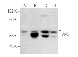  API5 (H-300): sc-135080. Western blot analysis of API5 expression in non-transfected: sc-117752 (A) and human API5 transfected: sc-113428 (B) 293T whole cell lysates and Y79 (C) and WI 38 (D) nuclear extracts.