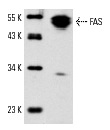  FAS (A-20): sc-1023. Western blot analysis of FAS expression in rat thymus tissue extract.