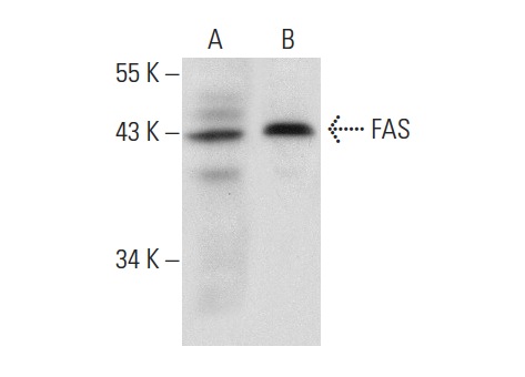  FAS (A-20): sc-1023. Western blot analysis of FAS expression in mouse thymus tissue extract (A) and mouse PBL whole cell lysate (B).