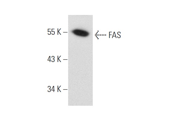  FAS (A-20)sc-1023. Western blot analysis of FAS expression in 293T whole cell lysate.