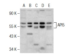  API5 (H-300): sc-135080. Western blot analysis of API5 expression in HeLa (A), KNRK (B), A549 (C), SH-SY5Y (D) and A-431 (E) nuclear extracts.