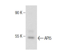  API5 (N-13): sc-167094. Western blot analysis of API5 expression in Y79 nuclear extract.