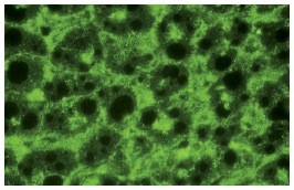  FAS (M-20): sc-716. Immunofluorescence staining of normal mouse liver frozen section showing membrane staining.