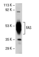  FAS (M-20): sc-716. Western blot analysis of FAS expression in mouse thymus tissue extract.