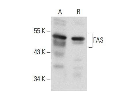  FAS (X-20): sc-1024. Western blot analysis of FAS expression in mouse thymus tissue extract (A) and mouse PBL whole cell lysate (B).