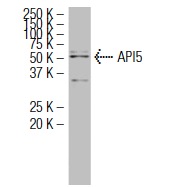  API5 (Z-18): sc-101203. Western blot analysis of API5 expression in HeLa nuclear extract.