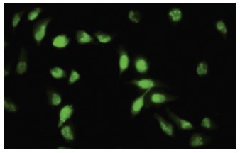  API5 (Z-18): sc-101203. Immunofluorescence staining of paraformaldehyde-fixed HeLa cells showing nuclear and cytoplasmic localization.