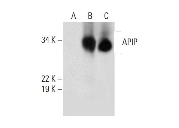  APIP (D-8): sc-390721. Western blot analysis of APIP expression in non-transfected 293: sc-110760 (A), human APIP transfected 293: sc-111191 (B) and HeLa (C) whole cell lysates.