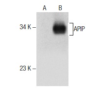  APIP (C-9): sc-376666. Western blot analysis of APIP expression in non-transfected: sc-110760 (A) and human APIP transfected: sc-111191 (B) 293 whole cell lysates.