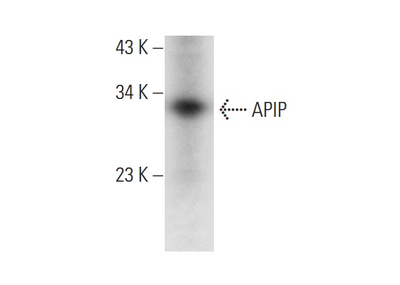  APIP (C-9): sc-376666. Western blot analysis of APIP expression in HeLa whole cell lysate.