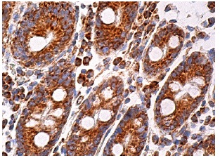  Fis1 (B-5): sc-376447. Immunoperoxidase staining of formalin fixed, paraffin-embedded human small intestine tissue showing cytoplasmic staining of glandular cells. 