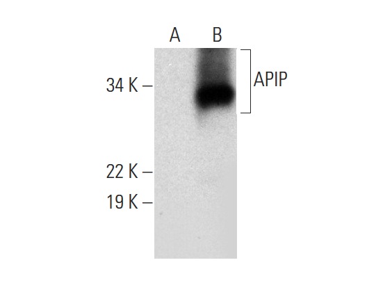  APIP (G-2): sc-393194. Western blot analysis of APIP expression in non-transfected: sc-110760 (A) and human APIP transfected: sc-111191 (B) 293 whole cell lysates.