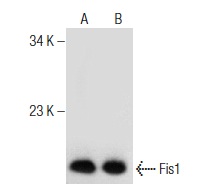  Fis1 (C-10): sc-376469. Western blot analysis of Fis1 expression in A-431 (A) and HeLa (B) whole cell lysates.