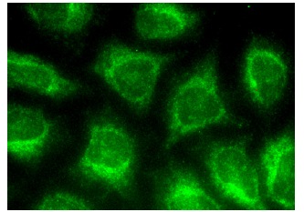  Fis1 (C-10): sc-376469. Immunofluorescence staining of methanol-fixed HeLa cells showing cytoplasmic localization.