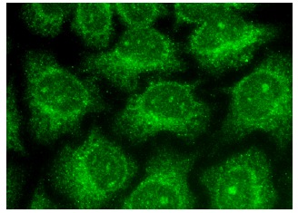  Fis1 (D-9) : sc-376446. Immunofluorescence staining of methanol-fixed HeLa cells showing cytoplasmic localization.