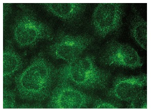  Fis1 (FL-152): sc-98900. Immunofluorescence staining of methanol-fixed HeLa cells showing cytoplasmic localization.