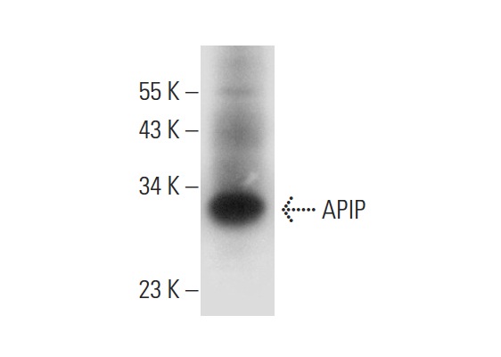  APIP (G-2): sc-393194. Western blot analysis of APIP expression in HeLa whole cell lysate.