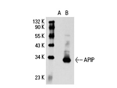  APIP (D-20): sc-66318. Western blot analysis of APIP expression in non-transfected: sc-110760 (A) and human APIP transfected: sc-111191 (B) 293 whole cell lysates.