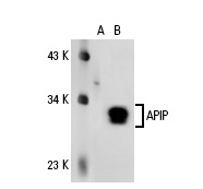  APIP (D-20): sc-66318. Western blot analysis of APIP expression in non-transfected: sc-110760 (A) and human APIP transfected: sc-111191 (B) 293 whole cell lysates.