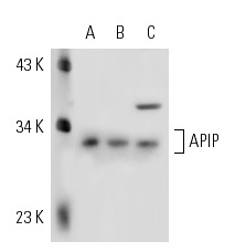  APIP (D-20): sc-66318. Western blot analysis of APIP expression in Sol8 (A), NIH/3T3 (B) and HeLa (C) whole cell lysates.