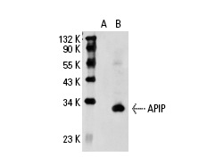  APIP (G-14): sc-66319. Western blot analysis of APIP expression in non-transfected: sc-110760 (A) and human APIP transfected: sc-111191 (B) 293 whole cell lysates.