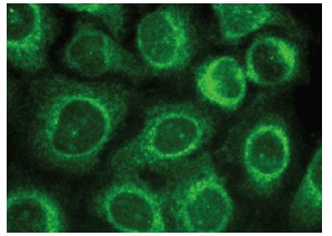  GADD 34 (B-10): sc-373815. Immunofluorescence staining of methanol-fixed HeLa cells showing cytoplasmic localization.