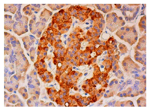  GADD 34 (C-20): sc-794. Immunoperoxidase staining of formalin fixed, paraffin-embedded human pancreas tissue showing cytoplasmic staining of exocrine glandular cells and Islets of Langerhans.