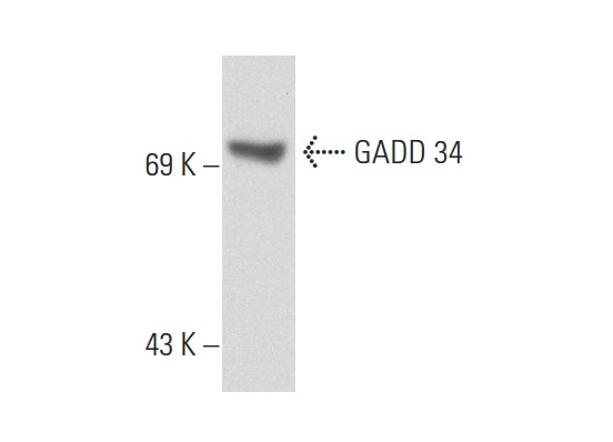  GADD 34 (H-193): sc-8327. Western blot analysis of GADD 34 expression in U-937 whole cell lysate.