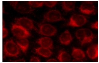  GADD 34 (H-193): sc-8327. Immunofluorescence staining of methanol-fixed HeLa cells showing cytoplasmic localization.