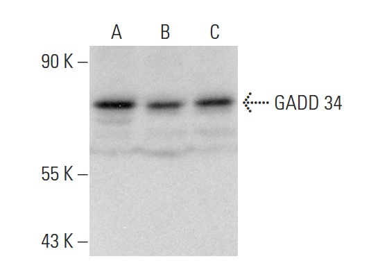  GADD 34 (H-193): sc-8327. Western blot analysis of GADD 34 expression in HeLa (A), Hep G2 (B) and A549 (C) whole cell lysates.