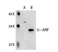  APIP (G-14): sc-66319. Western blot analysis of APIP expression in non-transfected: sc-110760 (A) and human APIP transfected: sc-111191 (B) 293 whole cell lysates.