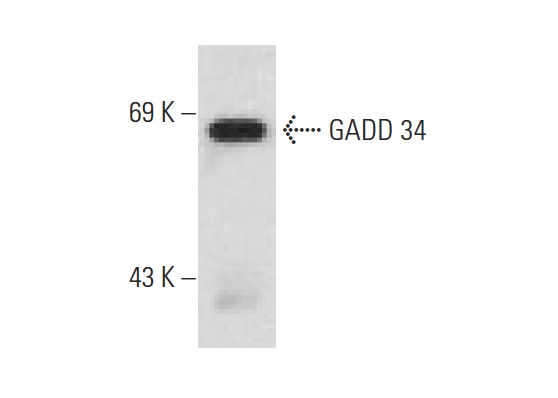  GADD 34 (S-20): sc-824. Western blot analysis of GADD 34 expression in 293T whole cell lysate.