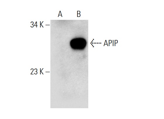  APIP (H-72): sc-292256. Western blot analysis of APIP expression in non-transfected: sc-110760 (A) and human APIP transfected: sc-111191 (B) 293 whole cell lysates.