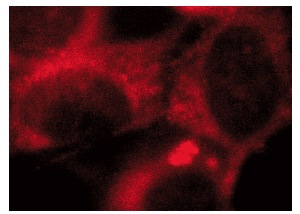  galectin-1 (D-1): sc-271819. Immunofluorescence staining of methanol-fixed NIH/3T3 cells showing cytoplasmic localization.