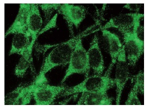  galectin-1 (D-1): sc-271819. Immunofluorescence staining of methanol-fixed NIH/3T3 cells showing cytoplasmic localization.