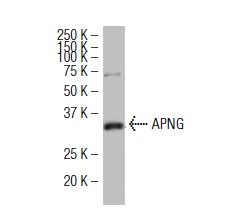  APNG (3D1): sc-101237. Western blot analysis of APNG expression in HeLa nuclear extract.