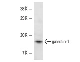  galectin-1 (K-20): sc-19279. Western blot analysis of galectin-1 expression in NIH/3T3 whole cell lysate.