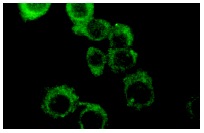  galectin-1 (K-20): sc-19279. Immunofluorescence staining of methanol-fixed NIH/3T3 cells showing cytoplasmic localization.