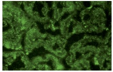  galectin-2 (M-45): sc-28250. Immunofluorescence staining of normal mouse kidney frozen section showing cytoplasmic and extracellular staining.