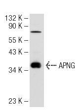  APNG (3D1): sc-101237. Western blot analysis of APNG expression in HeLa nuclear extract.