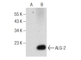  ALG-2 (H-11): sc-376950. Western blot analysis of ALG-2 expression in non-transfected: sc-117752 (A) and human ALG-2 transfected: sc-114742 (B) 293T whole cell lysates.