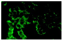  galectin-4 (Q-20): sc-19289. Immunofluorescence staining of methanol-fixed PC-12 cells showing membrane localization.