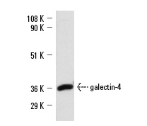  galectin-4 (G-20): sc-19288. Western blot analysis of galectin-4 expression in BC<sub>3</sub>H1 whole cell lysate.