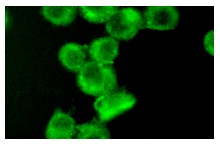  galectin-4 (G-20): sc-19288. Immunofluorescence staining of methanol-fixed NIH/3T3 cells showing cytoplasmic localization.