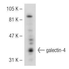  galectin-4 (H-140): sc-28251. Western blot analysis of galectin-4 expression in T84 whole cell lysate.