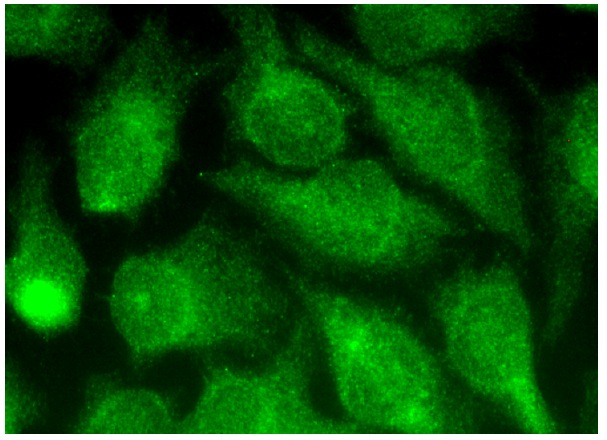  ALG-2 (H-11): sc-376950. Immunofluorescence staining of methanol-fixed HeLa cells showing cytoplasmic and nuclear localization.