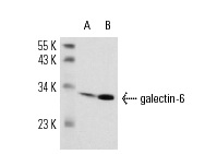  galectin-6 (A-19): sc-31800. Western blot analysis of galectin-6 expression in C3H/10T1/2 (A) and NIH/3T3 (B) whole cell lysates.