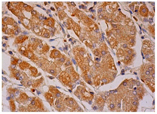  galectin-8 (H-80): sc-28254. Immunoperoxidase staining of formalin fixed, paraffin-embedded human lower stomach tissue showing cytoplasmic staining of glandular cells.