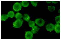  galectin-8 (D-18): sc-10265. Immunofluorescence staining of methanol-fixed NIH/3T3 cells showing cytoplasmic localization.