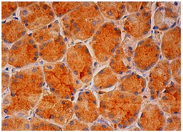  galectin-8 (N-18): sc-30376. Immunoperoxidase staining of formalin fixed, paraffin-embedded human lower stomach tissue showing cytoplasmic staining of glandular cells.